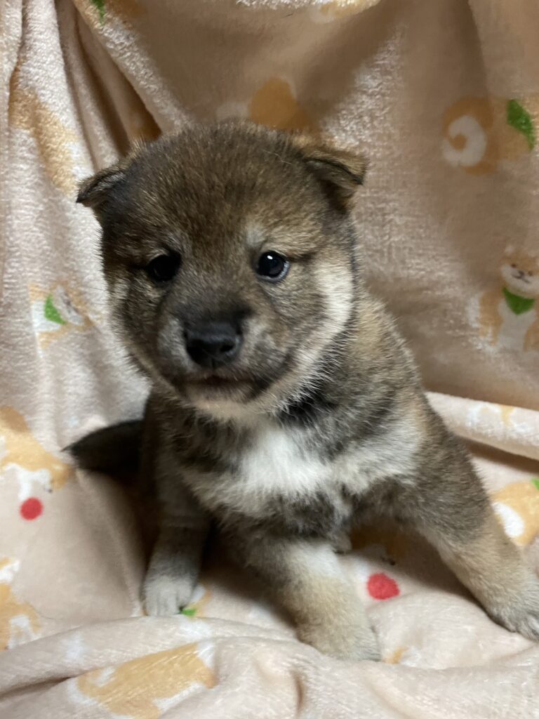 【No.2510】胡麻柴　オス