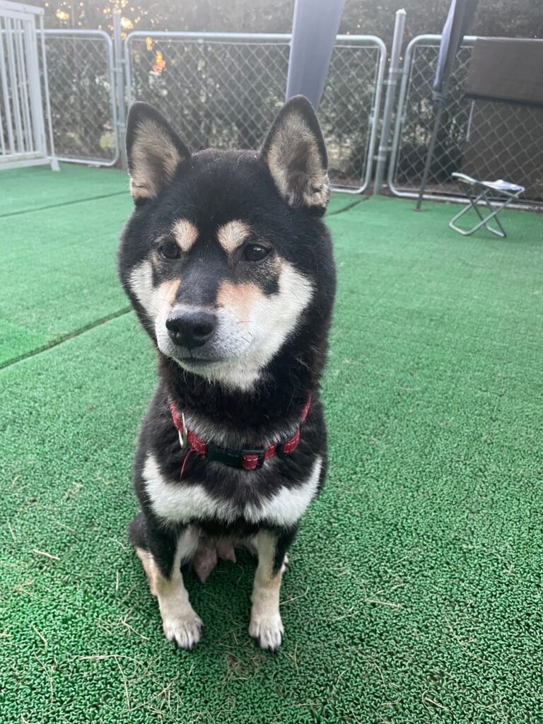 黒柴　メス【6歳】