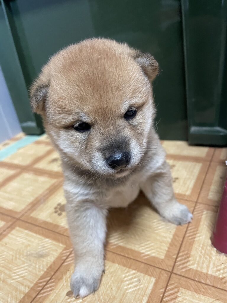 【No.2601】赤柴　メス