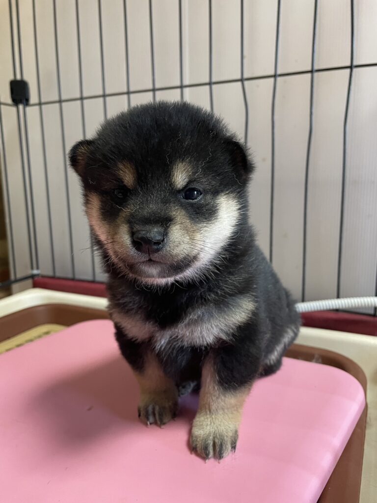 【No.2603】黒柴　オス