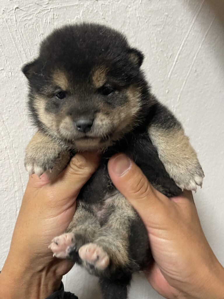 【No.2518】黒柴　メス