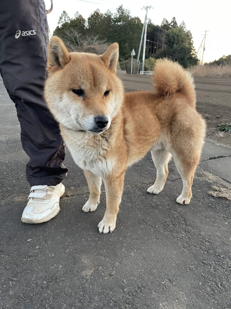 赤柴　オス【4歳】