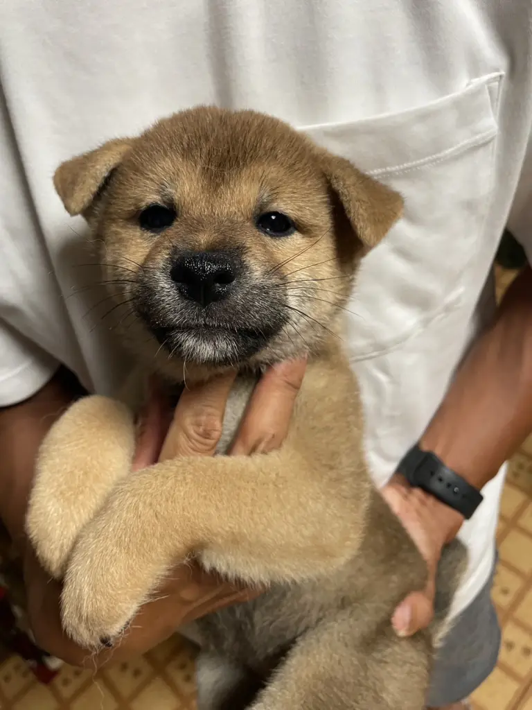 赤柴 赤柴子犬販売 | ID4495 | 完全保証付き | 三重・東京対応 | 柴犬