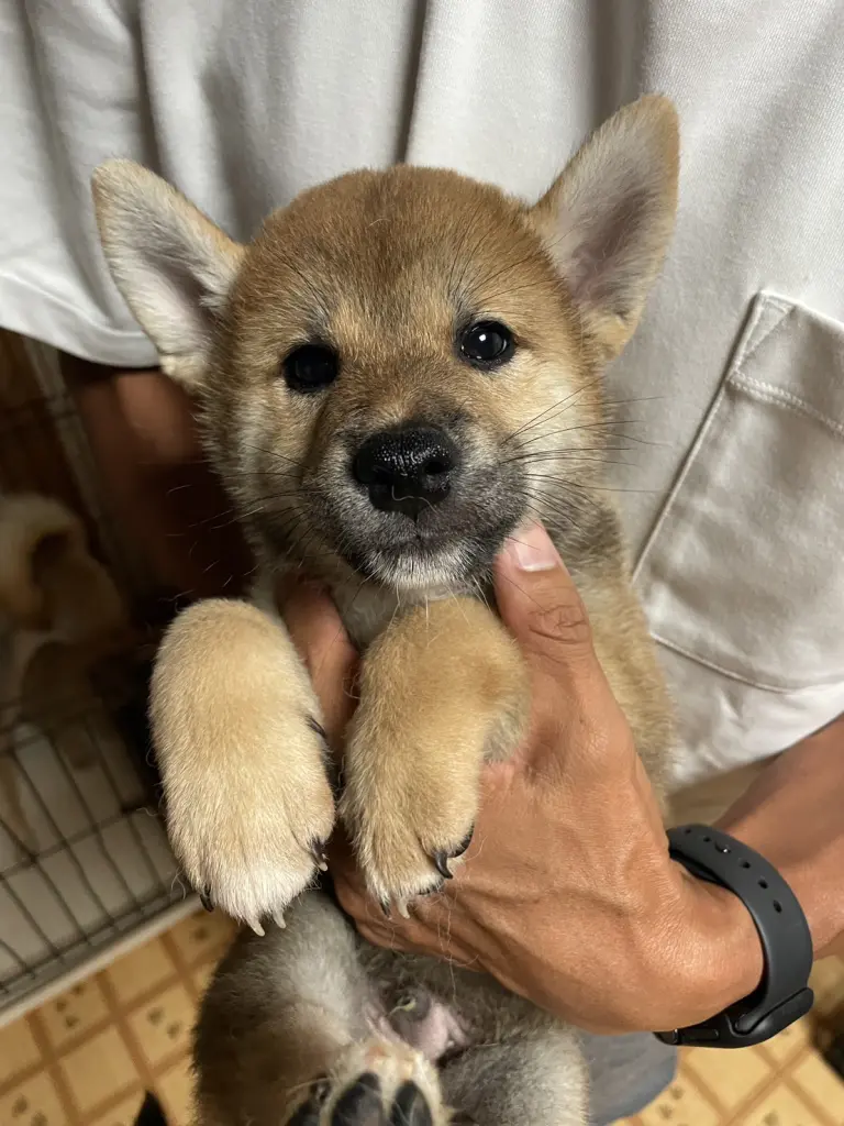 No.2508】赤柴 オス - 霞浦野荘