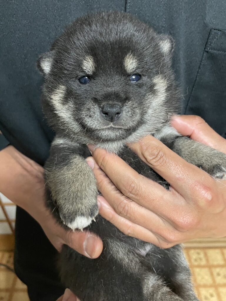 No.2605　黒柴メス