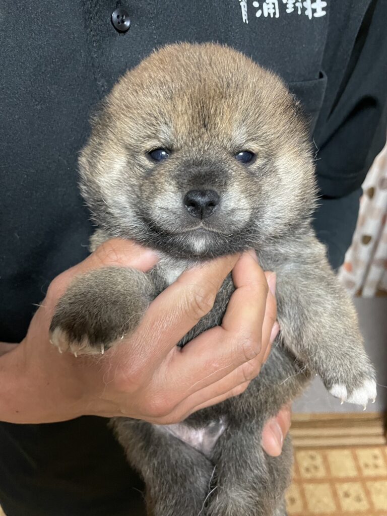 No.2607　赤柴オス