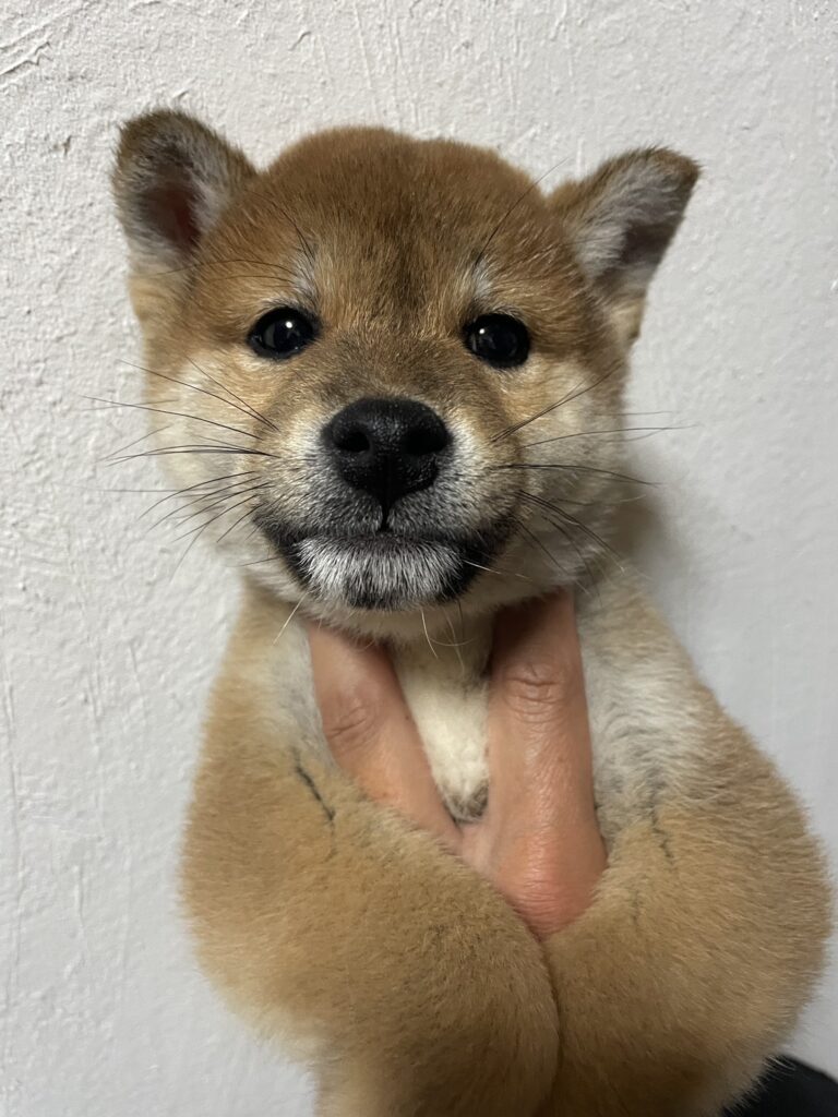 【No.2513】赤柴　オス