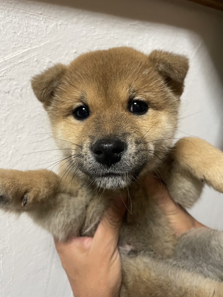 【No.2514】赤柴　オス