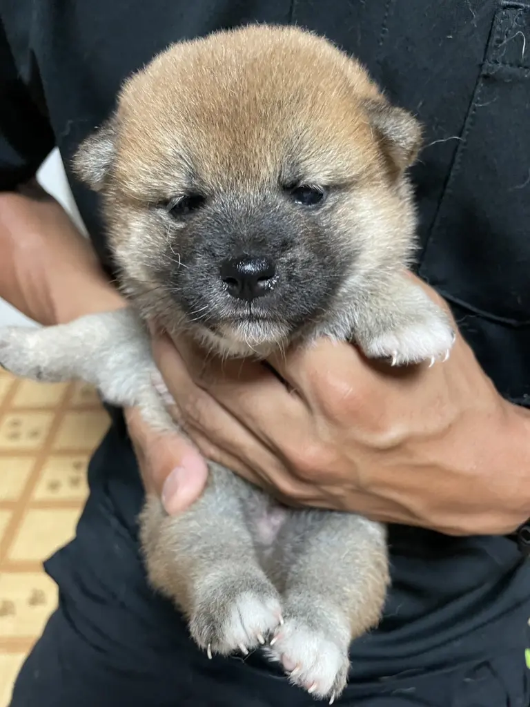 Naoki Ohno様　赤犬 Yahoo!オークション - F08/EP/ARB/野良犬/OH PLEASE/VIH-1028