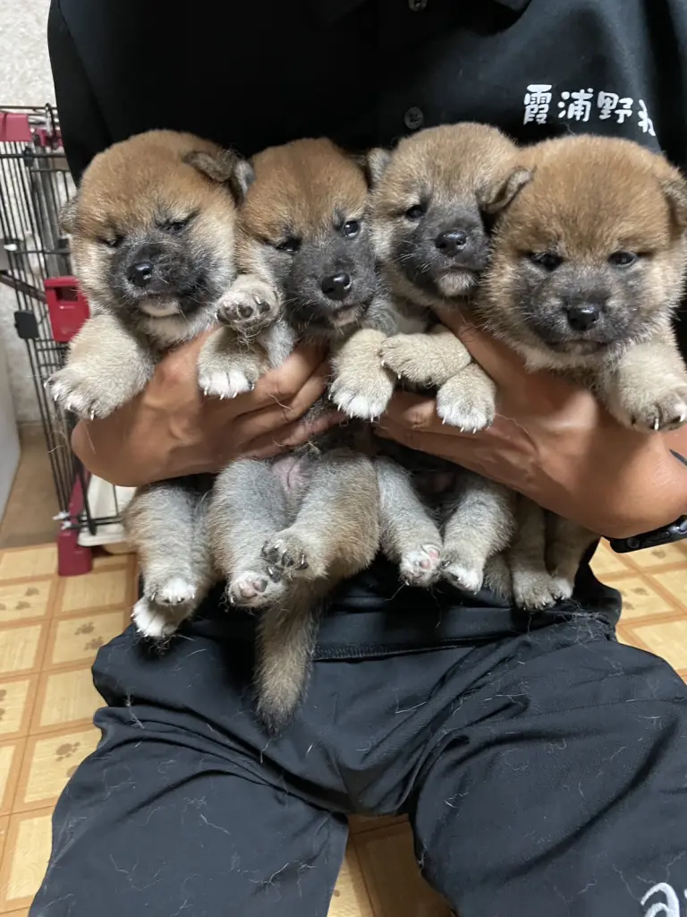 No.2506】赤柴 メス - 霞浦野荘