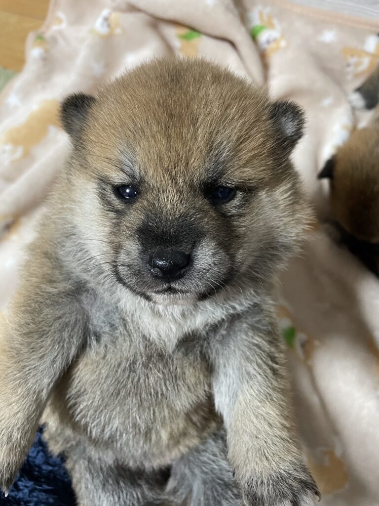 【No.2511】赤柴　メス