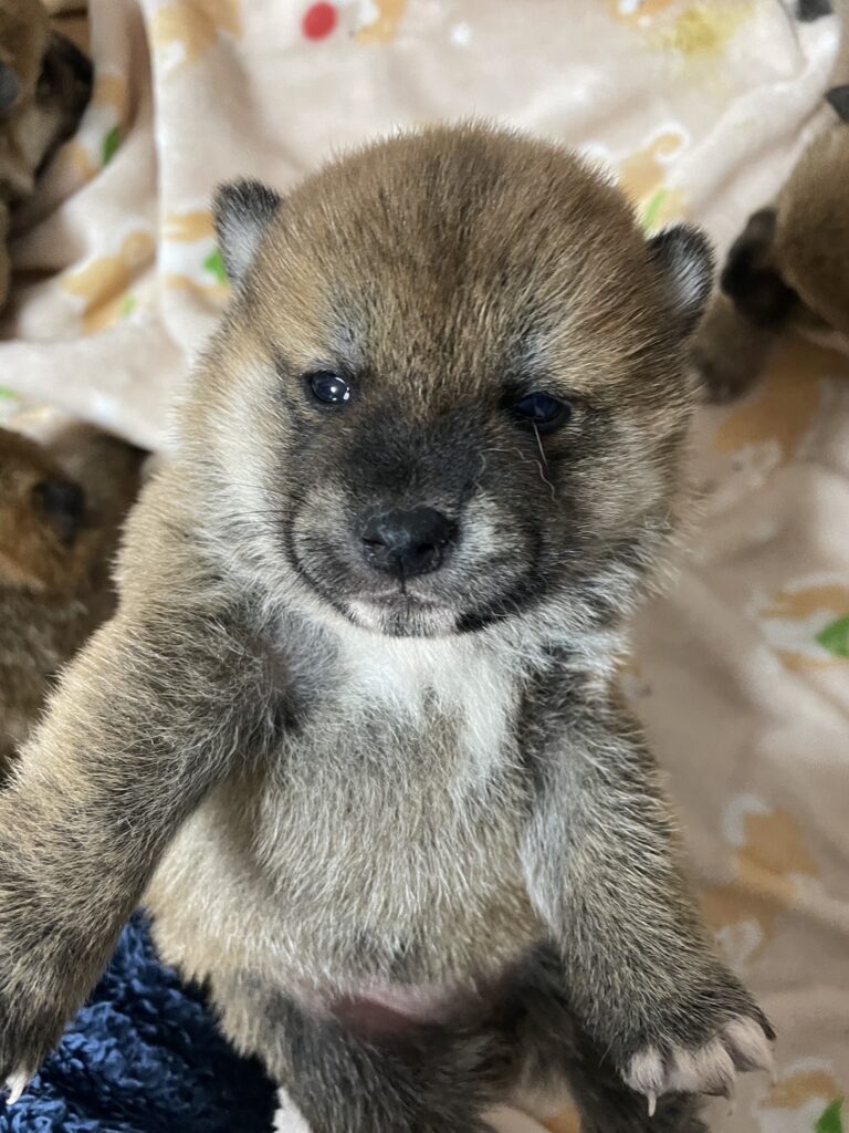 【No.2513】赤柴　オス