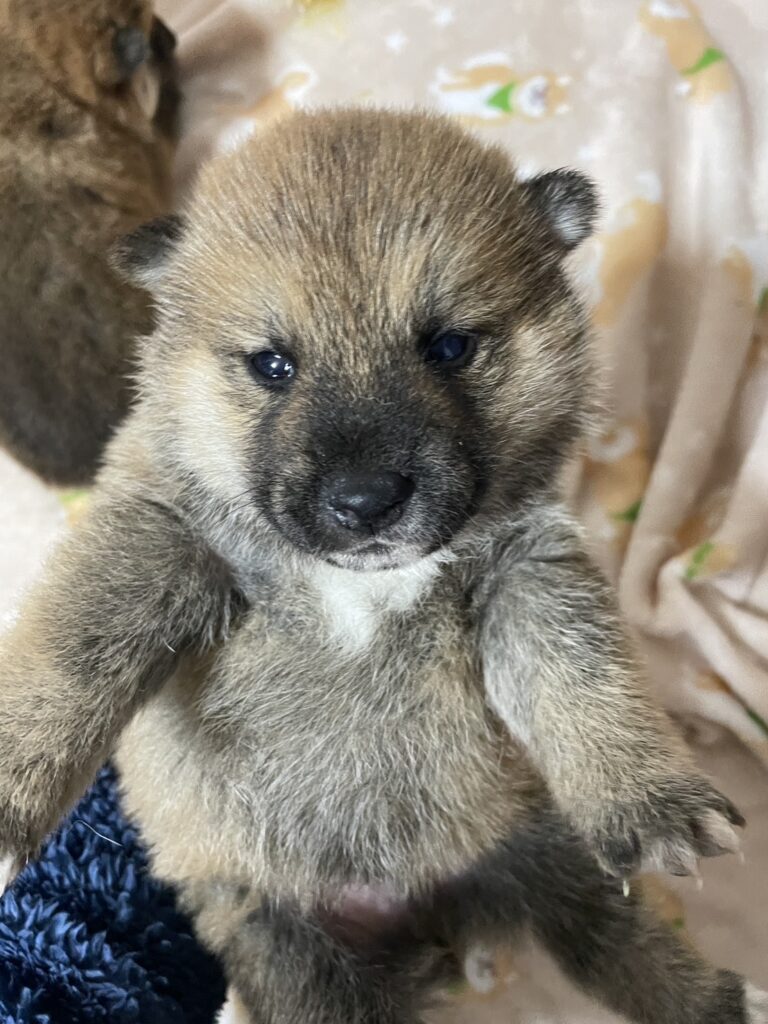 【No.2514】赤柴　オス