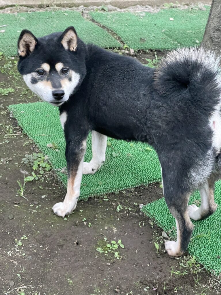 黒柴　メス【6歳】